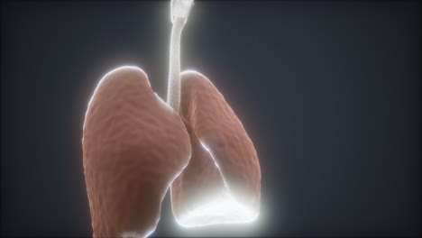 Animación-3d-De-Pulmones-Humanos