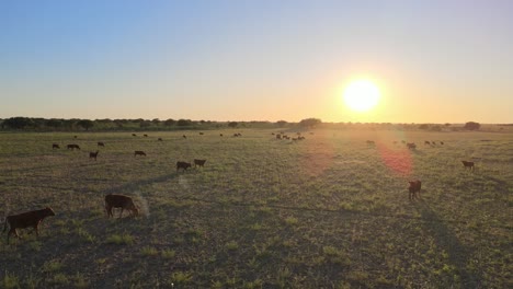 Vast-pasture-land-for-grazing-herd-of-Angus-beef-cattle---animal-husbandry