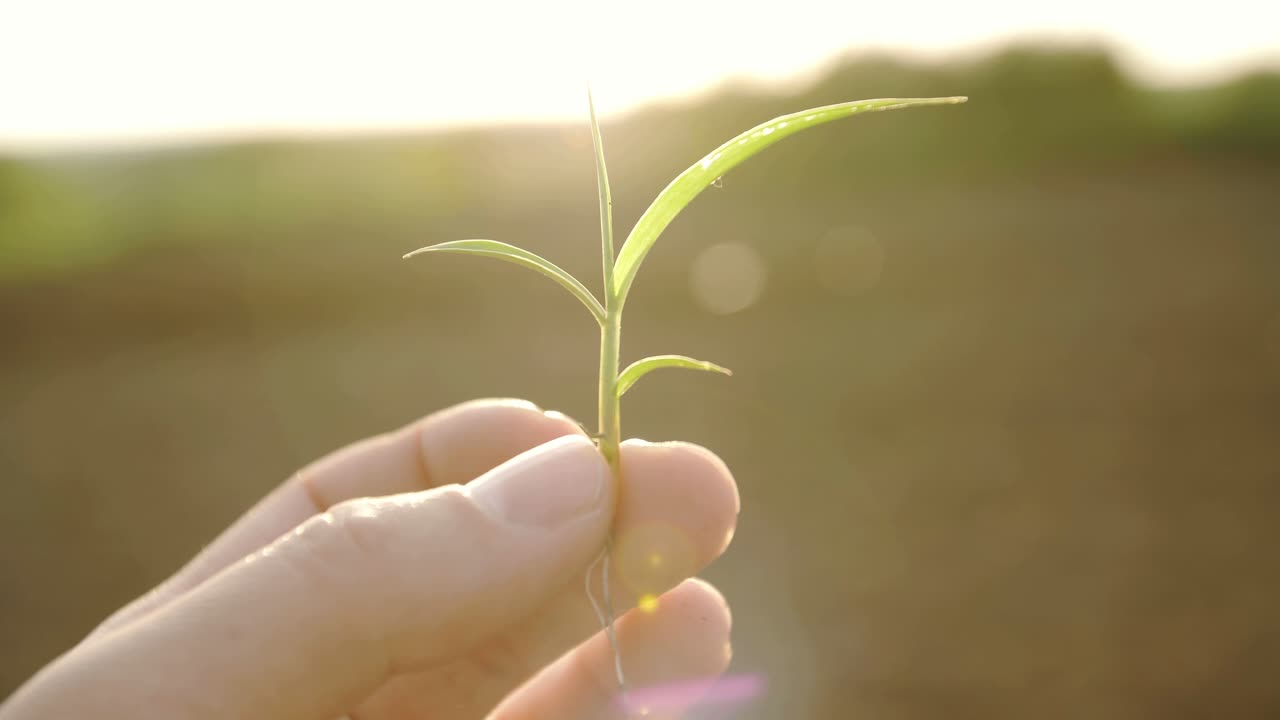 Hand Holding a Young Sprout