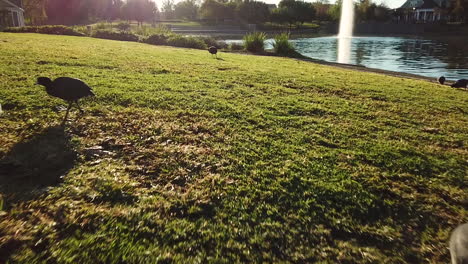 vista matutina con fochas americanas pastando en la hierba con un lago al fondo