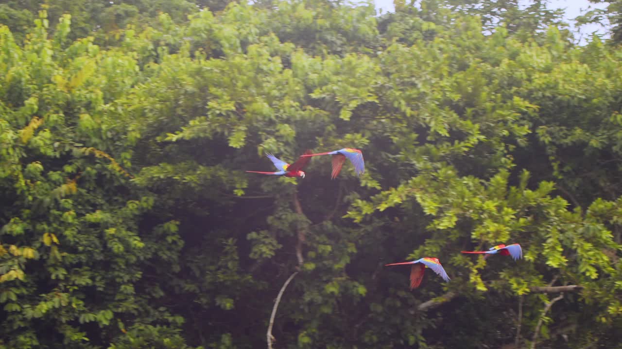A vibrant flock of Scarlet Macaws soars in slow motion over the rainforest, glowing in the morning light.