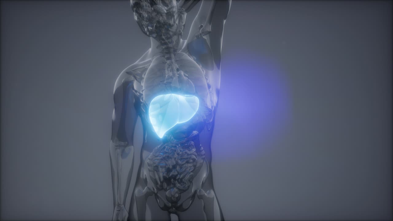 Human Liver Radiology Exam