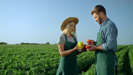 Junger-Mann-Und-Frau,-Feldarbeiter,-Die-Auf-Dem-Grünen-Feld-Stehen-Und-Ihre-Geernteten-Gemüsepapiere-Und-Tomaten-Untersuchen