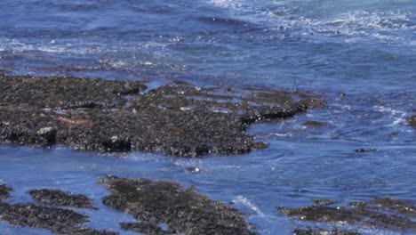 Two-harbor-seals-puppies-play-in-the-waters-as-the-tide-comes-in