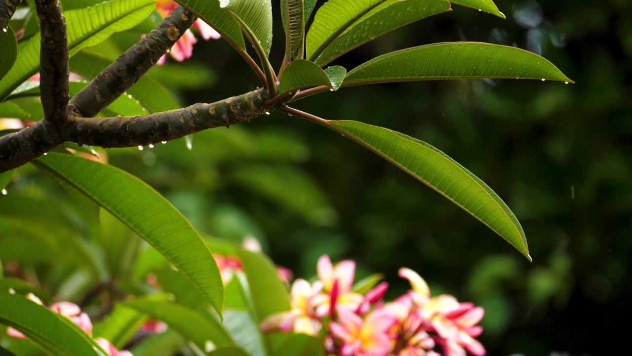 Primo piano di un ramo di pianta di Frangipani durante una leggera pioggia tropicale