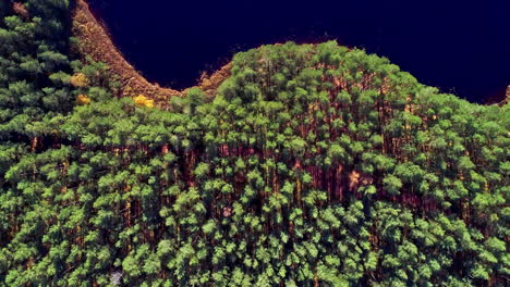 Top-aerial-view-over-small-lake-consisting-of-clean-turquoise-water-surrounded-by-green-trees-and-plants-in-the-evening