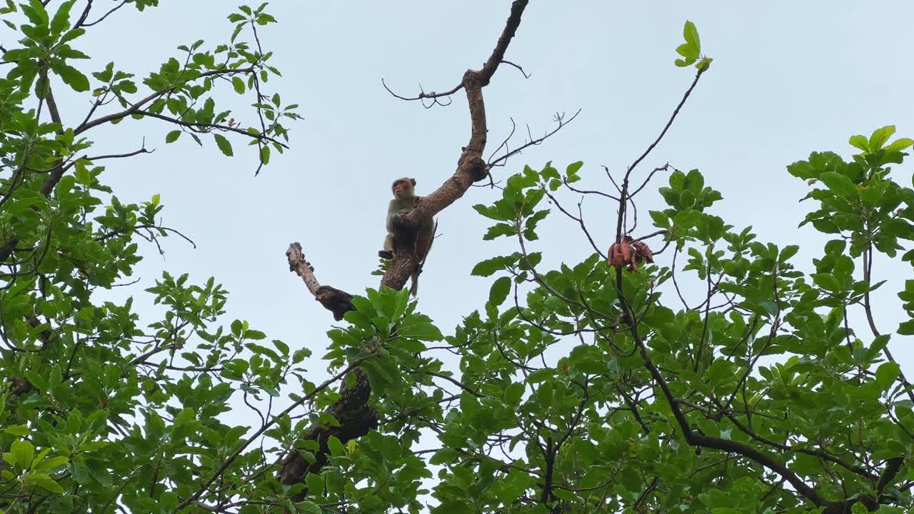 A closeup of an Indian red-faced monkey sitting on a tree also known as Rhesus macaque or Macaca mulatta a species very common in India. red faced monkey perched on a branch