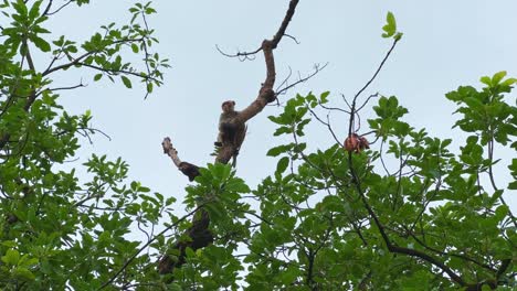 a closeup of an indian red-faced monkey sitting on a tree also known as rhesus macaque or macaca mulatta a species very common in india. red faced monkey perched on a branch