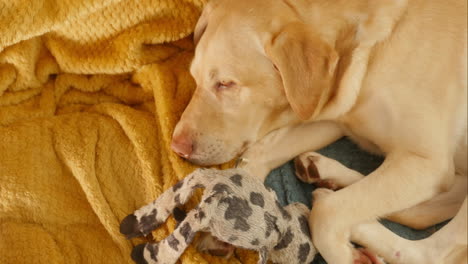 hermoso labrador amarillo duerme sobre una manta con juguete, ángulo alto