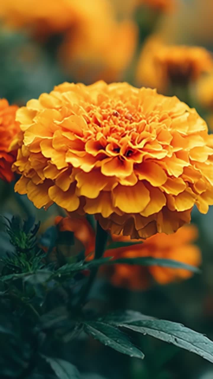 Incantevoli fioriture di calendula: una serie di splendidi fiori arancio dorato circondati da un lussureggiante fogliame verde, che mostrano la bellezza mozzafiato della natura e i suoi colori ricchi.