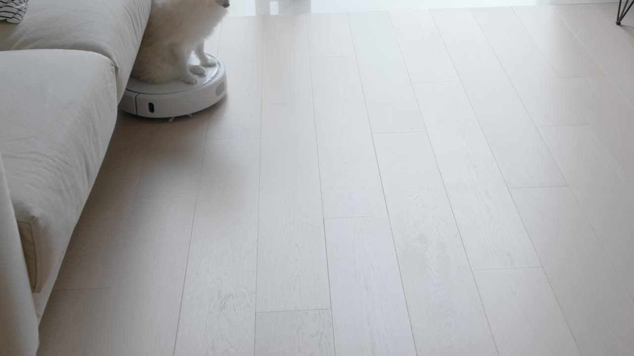 померанская собака на роботном пылесосе