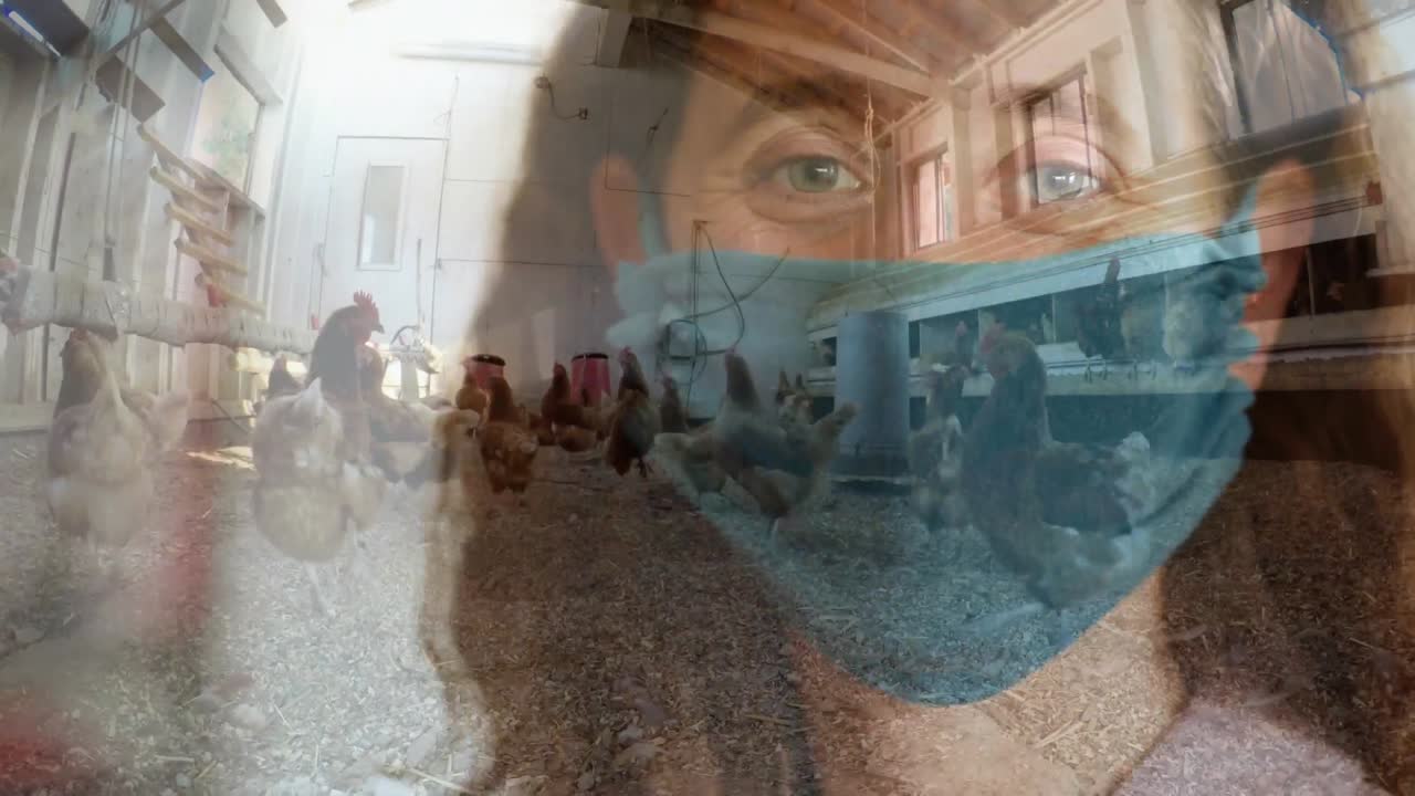 gallinas comiendo en el gallinero contra una mujer que lleva una máscara facial