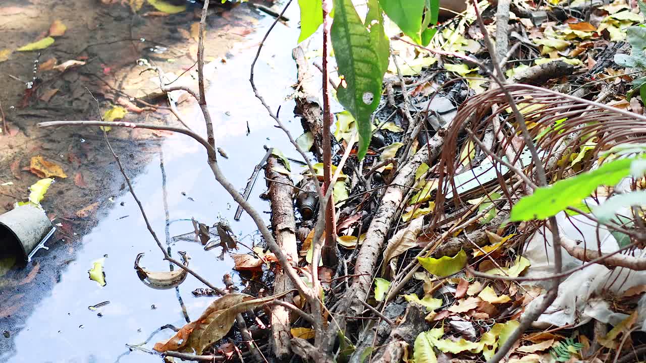 시장에서 물 근처의 잎과 식물