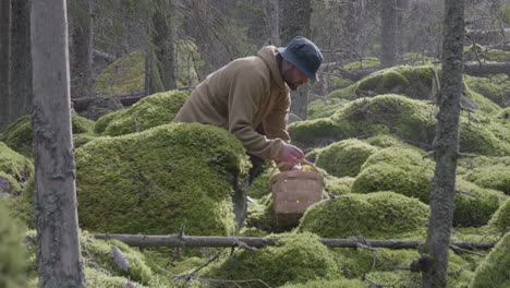 profile full shot view of man collecting mushrooms outdoor, nordic moss forest