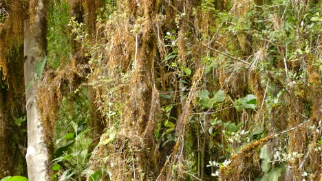 Pájaro-Papamoscas-Social-Volando-A-Través-De-Las-Plantas-Colgantes-Y-Musgo-En-La-Selva-En-Costa-Rica-Durante-El-Día---Tiro-Medio