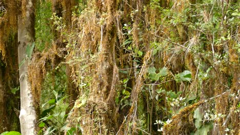 pájaro papamoscas social volando a través de las plantas colgantes y musgo en la selva en costa rica durante el día - tiro medio