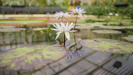 white water lilies in a greenhouse
