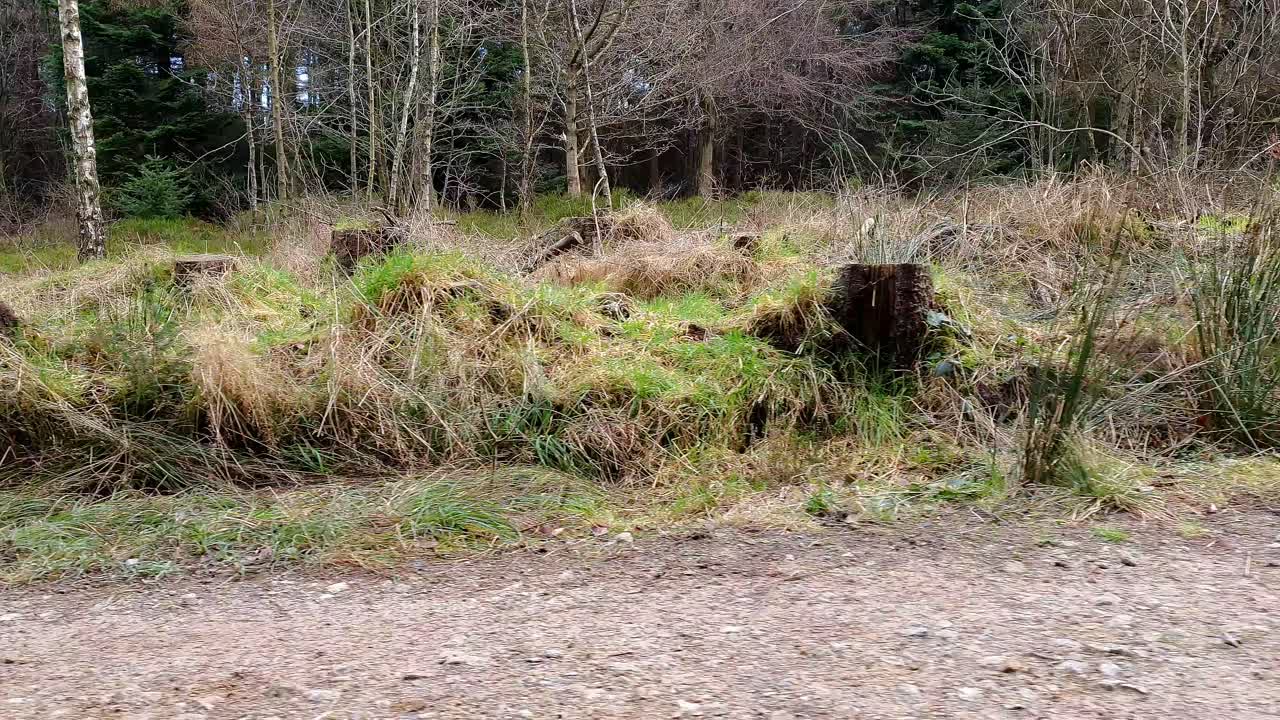 Side view of a two Siberian Husky dog team running from left to right pulling a dog sled through the woodland.