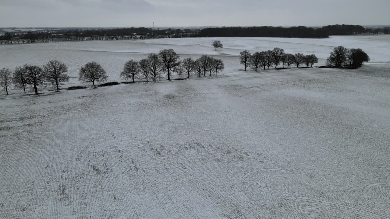 Fila di alberi in campi coperti di neve in un paesaggio invernale desolato nell'Essex, Regno Unito