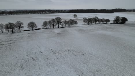 row of trees in snow covered fields in bleak winters landscape essex uk