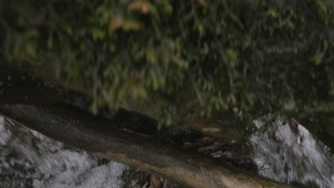 slow motion macro camera lens that is panning up over mossy rocks to reveal a small stream going down like a waterfall.