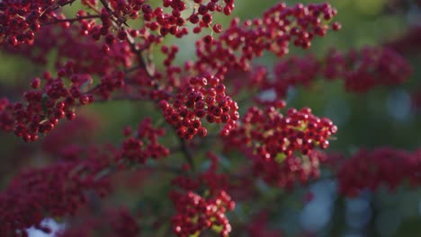 Rote-Nandina-Domestica-Weht-Im-Wind