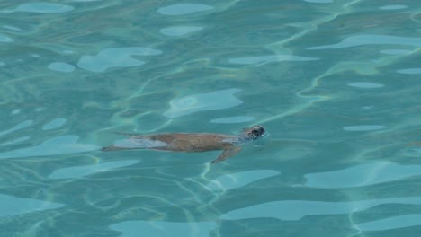 turtle swimming gracefully through water, long shot