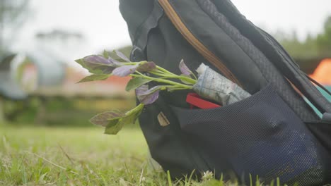 plant for salad put in the side of a backpack bag black on the ground lawn grass