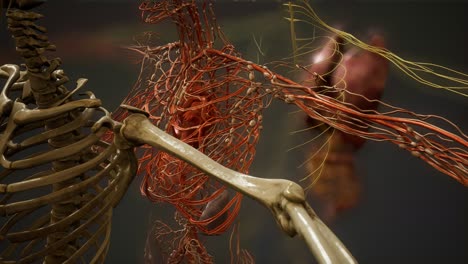 animated 3d human anatomy illustration