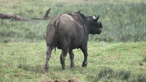 Kapbüffel-Mit-Hockenden-Madenhackern-Im-Rücken-Laufen-Im-Grasbewachsenen-Safaripark