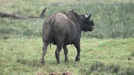 los búfalos del cabo con picos de buey en la parte posterior están caminando en el parque de safari de hierba