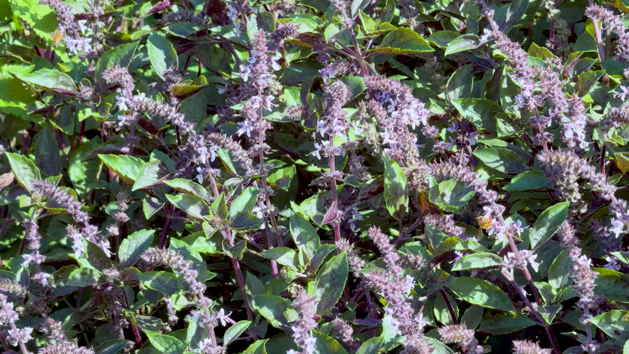 A bee actively flies and hovers among purple basil flowers in a lush garden, captured in natural daylight with a steady, close-up shot