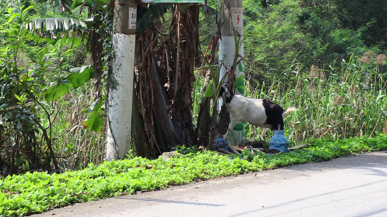 길  에 있는 나무 근처 에서 먹고 있는 염소