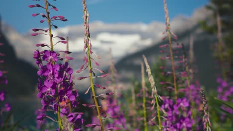 Eine-Schöne-Aufnahme-Einiger-Wunderschöner-Lavendel-Mit-Dem-Atemberaubenden-Lake-Louise-Im-Hintergrund-Im-Banff-Nationalpark-In-Kanada
