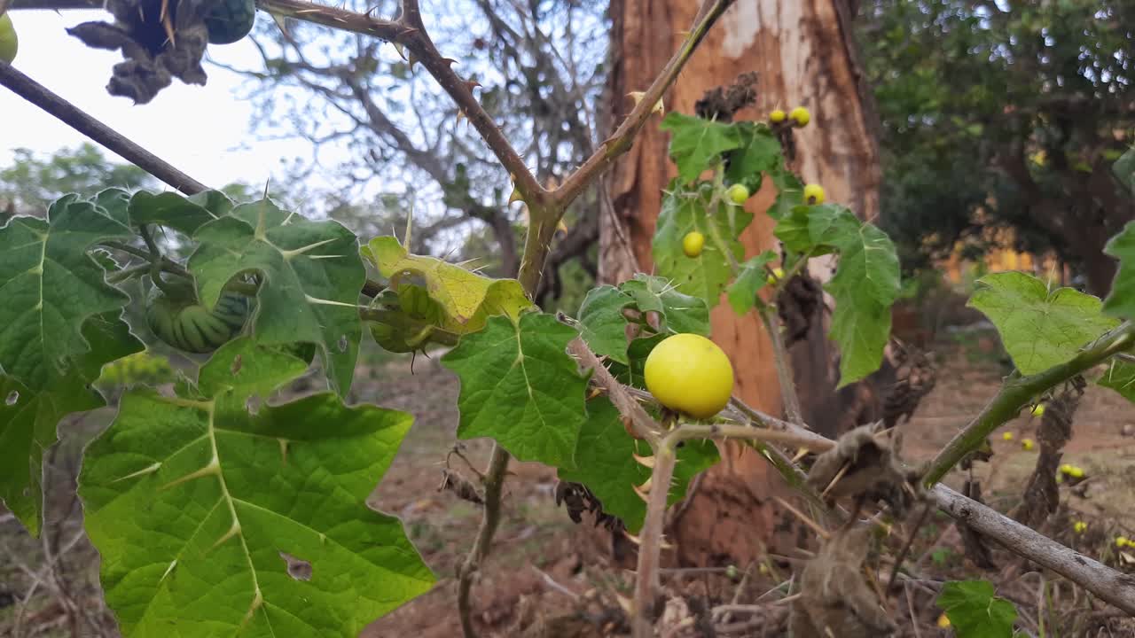 primer plano de frutas maduras de manzana de soda en arbusto