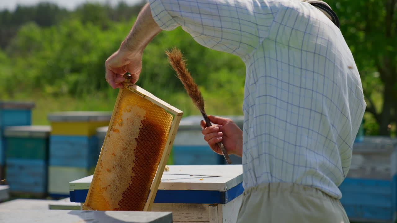 Male beekeeper cleans the honey frame off the bees. Man takes off the insects with the long brush. Blurred backdrop.