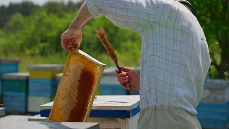 male beekeeper cleans the honey frame off the bees. man takes off the insects with the long brush. blurred backdrop.