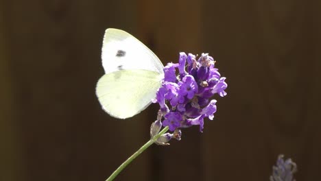 Mariposa-Volando-Alrededor-De-Una-Planta-De-Lavanda