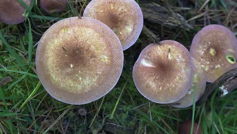 top down view of wild growing mushrooms in belgian forest in november