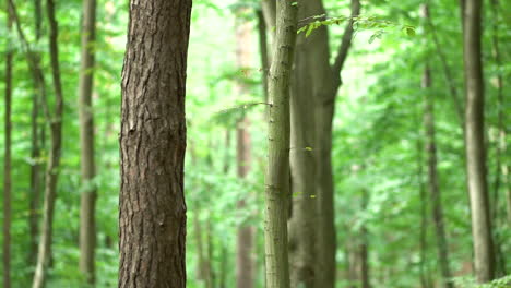 rough texture of tree trunk with lush green foliage on trees in the background in the forest