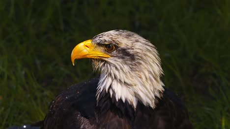 video of the american bald eagle, slow motion, close up