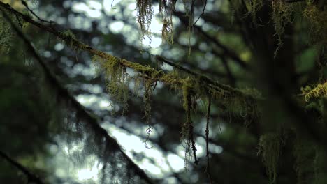 moss clinging to a pine branch in a dense forest
