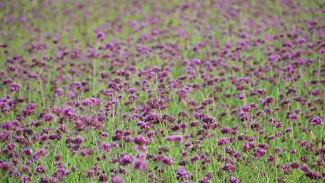 el campo de flores de verbena púrpura, verbena bonariensis, las flores de vervaina en la cima del racimo se balancean en el parque ecológico de gaetgol - fondo de la naturaleza