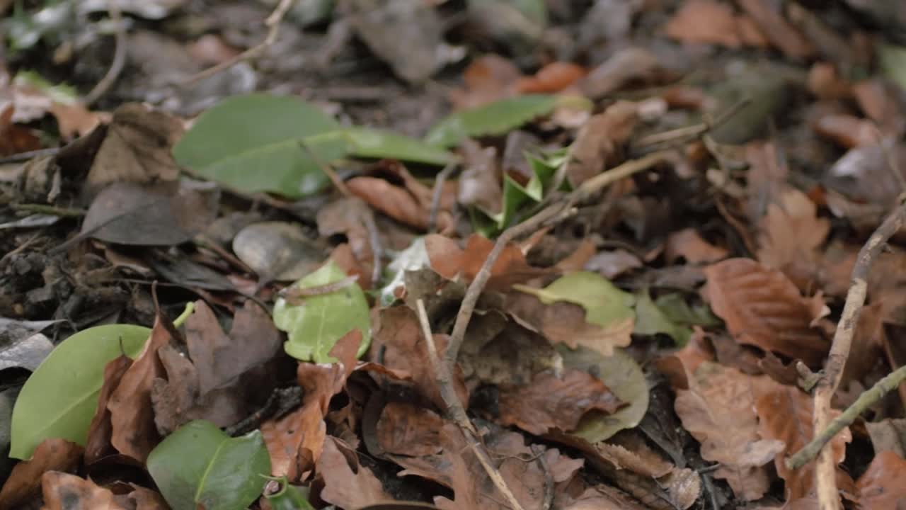 Autumn leaves and twigs fallen to the ground