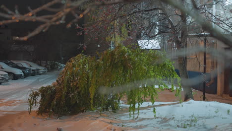 snow-covered tree branch swaying gently in the wind near a residential building, illuminated by soft light, with blurred vibrant green leaves and red berries