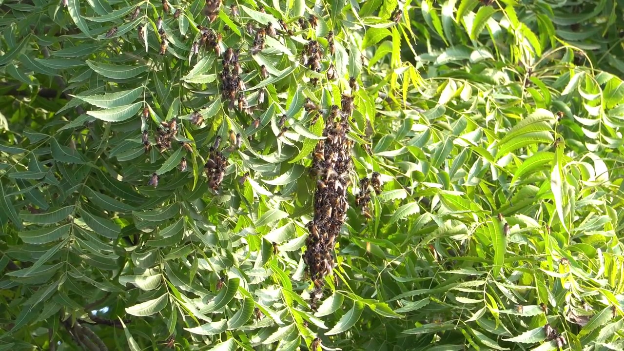 Numerous honey bees are clustered across green neem tree branches and leaves, with additional bees visible among the foliage. A static tripod shot captures detailed insect activity in natural daylight