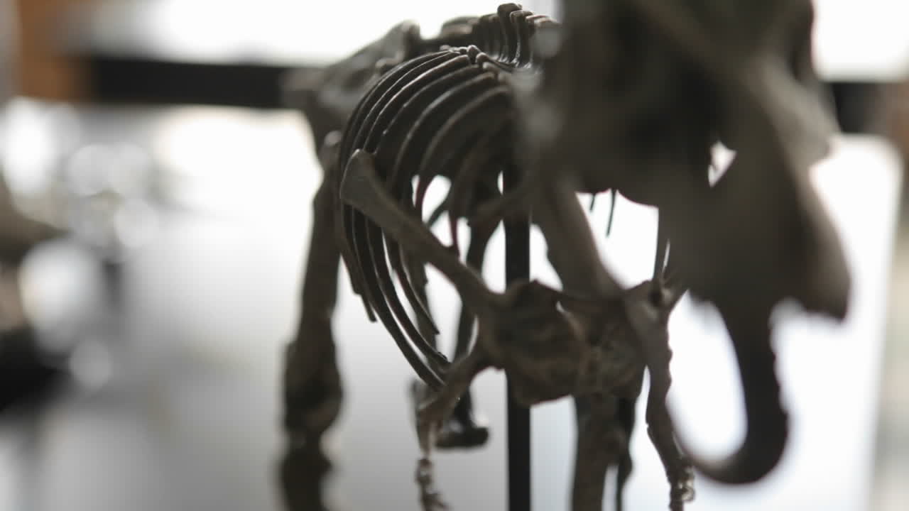 el esqueleto de un dinosaurio entra en foco