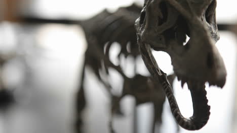 the skeleton of a dinosaur comes into focus