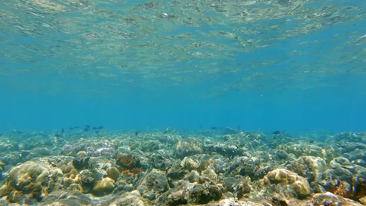 un arrecife de coral poco profundo con reflejo en el servicio de agua y luces y sombras bailando en el arrecife