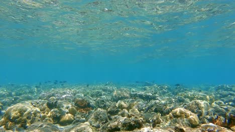 a shallow coral reef with reflection on the water service and light and shadows dancing on the reef